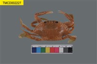 藏品(紅星梭子蟹)的圖片